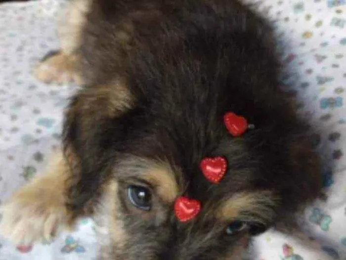 Cachorro ra a SRD idade 2 a 6 meses nome Pimpão 