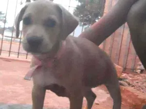 Cachorro raça  idade 2 a 6 meses nome XICA