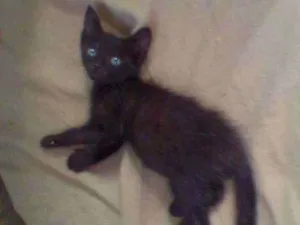 Gato raça Srd idade Abaixo de 2 meses nome Soneca