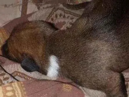 Cachorro ra a Vira lata idade Abaixo de 2 meses nome Pipoca