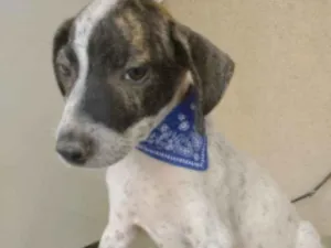 Cachorro raça SRD idade 2 a 6 meses nome Heros