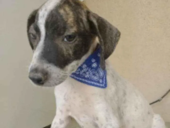 Cachorro ra a SRD idade 2 a 6 meses nome Heros