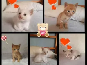 Gato raça branco    e  laranjinha idade 2 a 6 meses nome sem nome
