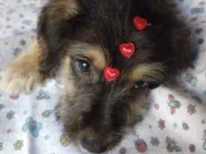 Cachorro raça SRD idade 2 a 6 meses nome Pimpão 
