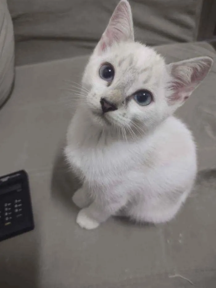 Gato ra a Sem raça definida idade Abaixo de 2 meses nome Sem nome
