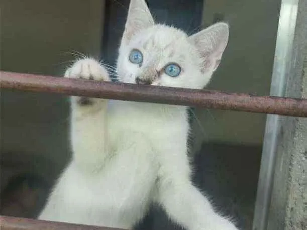 Gato ra a Sem raça definida idade Abaixo de 2 meses nome Sem nome