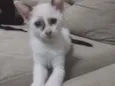 Pimpinha