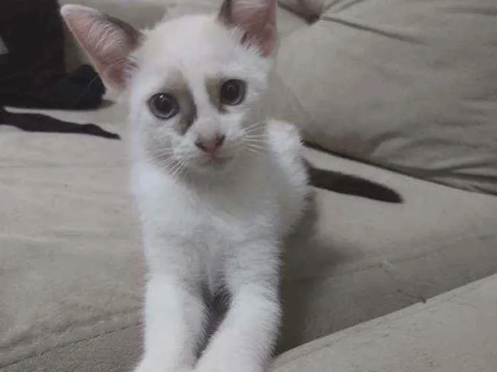 Gato ra a Sem raça definida idade Abaixo de 2 meses nome Pimpinha