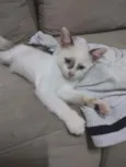 Pimpinha