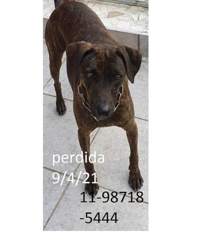 Cachorro ra a vira lata idade 3 anos nome laik