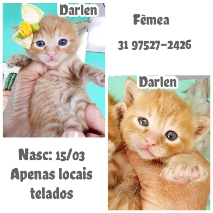 Gato raça SRD idade  nome DARLEN
