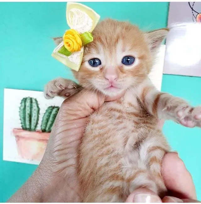 Gato raça SRD idade  nome DARLEN