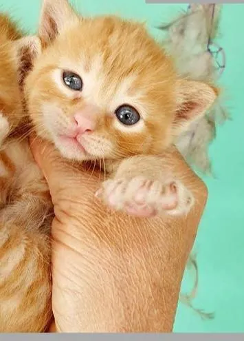 Gato raça SRD idade  nome DARLEN