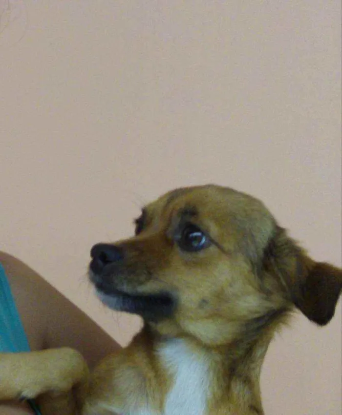 Cachorro raça Sem raça definida idade 6 ou mais anos nome Nina