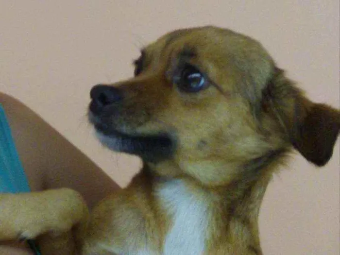 Cachorro raça Sem raça definida idade 6 ou mais anos nome Nina