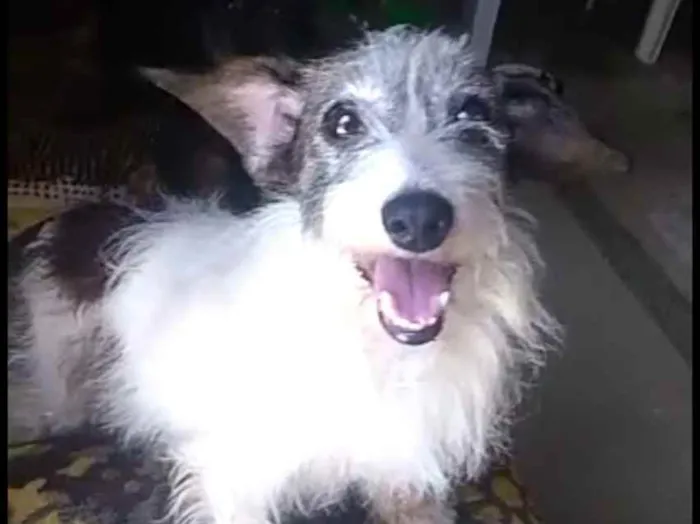 Cachorro raça  idade 5 anos nome Vick 