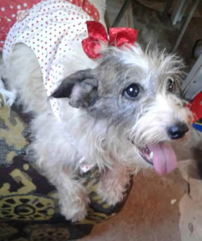 Cachorro raça  idade 5 anos nome Vick 