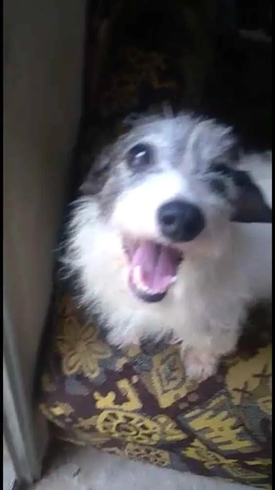 Cachorro raça  idade 5 anos nome Vick 