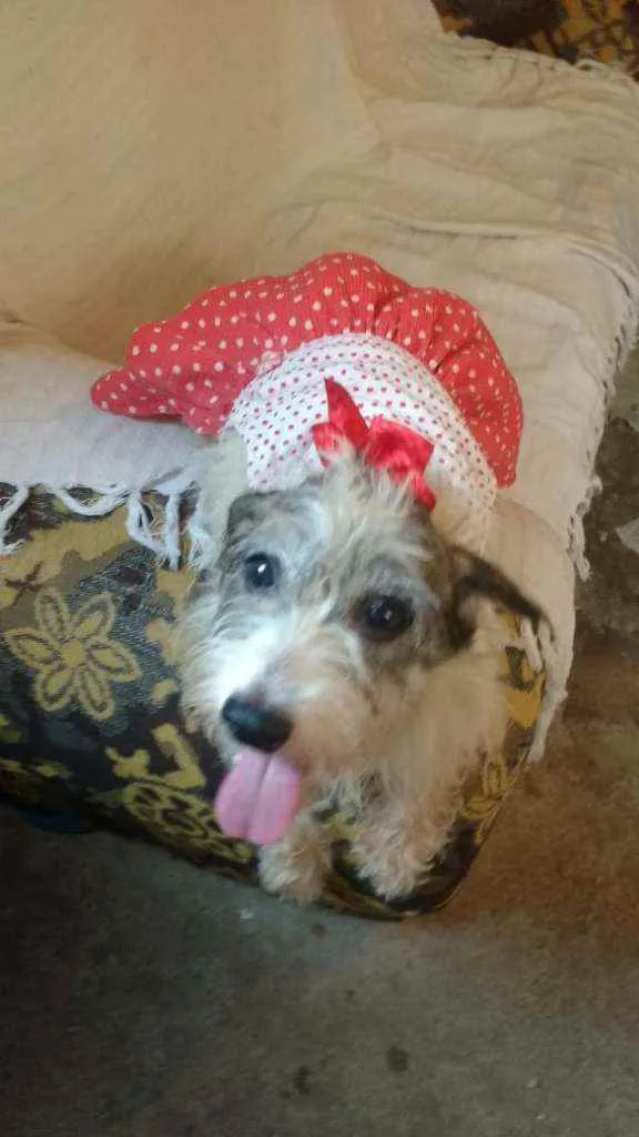 Cachorro raça  idade 5 anos nome Vick 