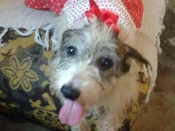 Cachorro raça  idade 5 anos nome Vick 