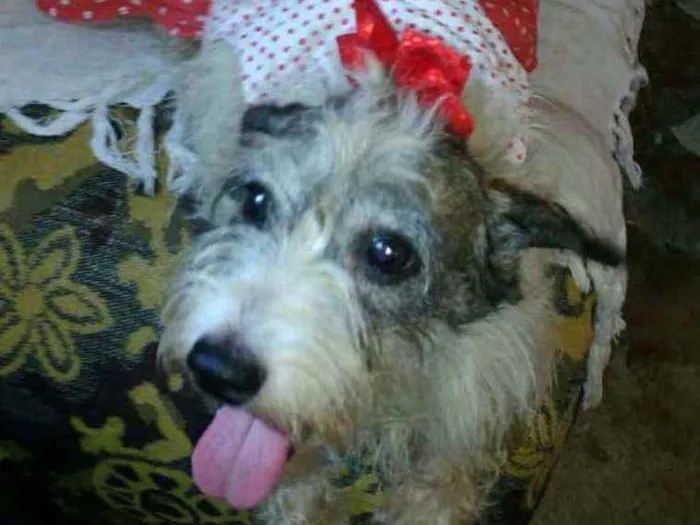 Cachorro raça  idade 5 anos nome Vick 