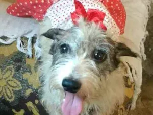 Cachorro raça  idade 5 anos nome Vick 