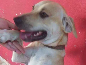 Cachorro raça Vira lata com labrador idade 1 ano nome Zeus