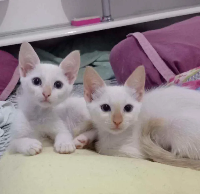 Gato ra a S.R.D. idade Abaixo de 2 meses nome Aurora e Elsa