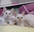 Aurora e Elsa