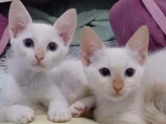 Gato ra a S.R.D. idade Abaixo de 2 meses nome Aurora e Elsa