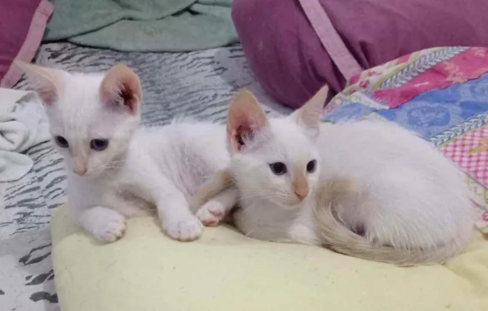 Gato ra a S.R.D. idade Abaixo de 2 meses nome Aurora e Elsa