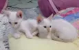 Aurora e Elsa