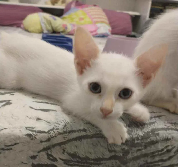 Gato ra a S.R.D. idade Abaixo de 2 meses nome Aurora e Elsa