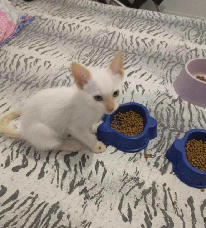 Gato ra a S.R.D. idade Abaixo de 2 meses nome Aurora e Elsa