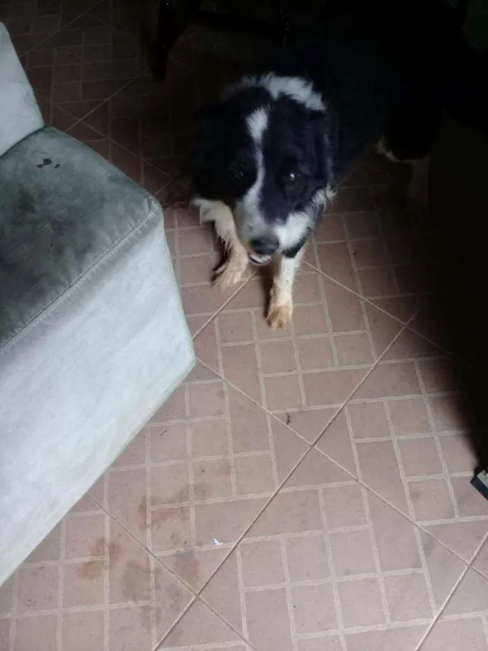 Cachorro ra a Boder collie idade 6 ou mais anos nome Barão