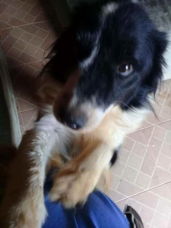 Cachorro ra a Boder collie idade 6 ou mais anos nome Barão
