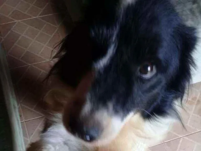 Cachorro ra a Boder collie idade 6 ou mais anos nome Barão