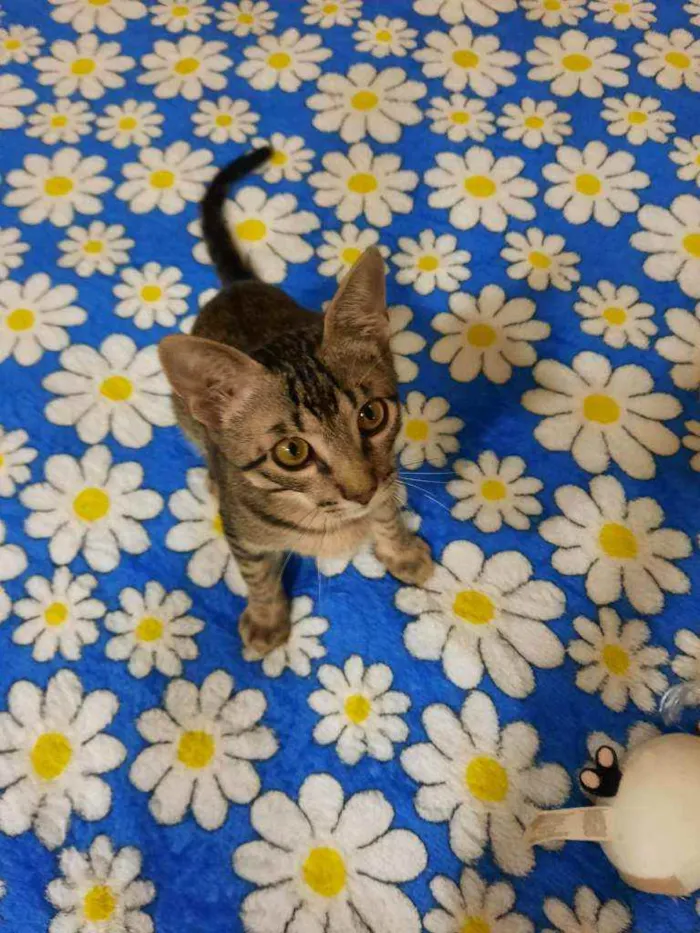 Gato raça S.R.D. idade 2 a 6 meses nome Chico