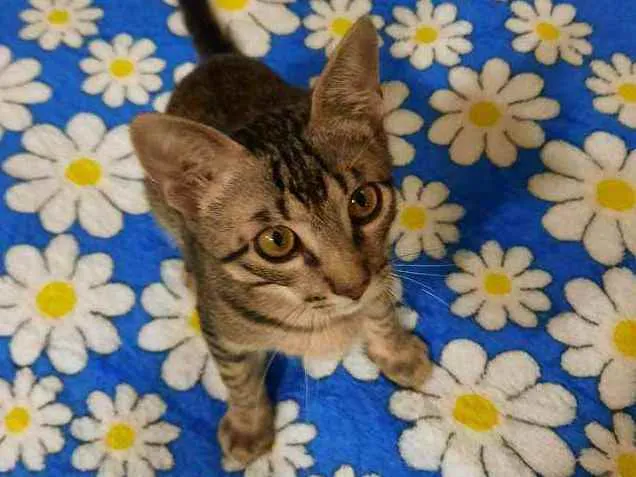 Gato raça S.R.D. idade 2 a 6 meses nome Chico