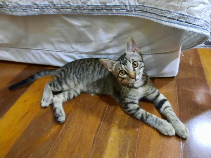 Gato raça S.R.D. idade 2 a 6 meses nome Chico