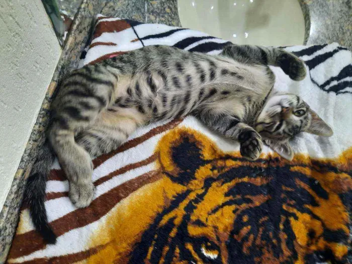 Gato raça S.R.D. idade 2 a 6 meses nome Chico