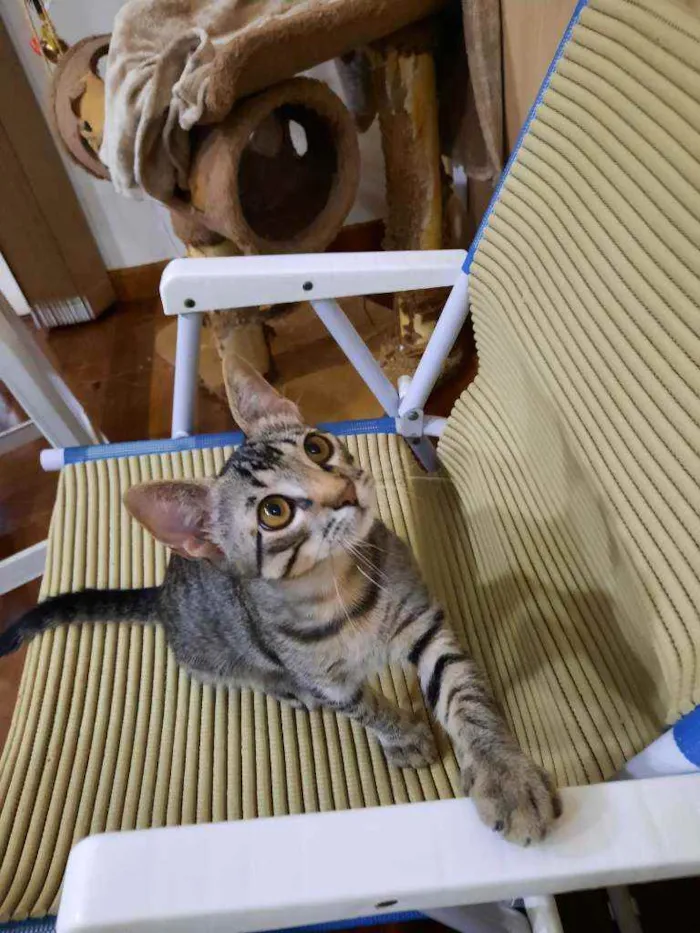 Gato raça S.R.D. idade 2 a 6 meses nome Chico