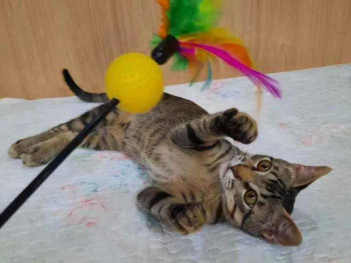 Gato raça S.R.D. idade 2 a 6 meses nome Chico