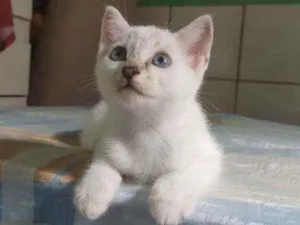Gato raça Sem raça definida idade Abaixo de 2 meses nome Sem nome