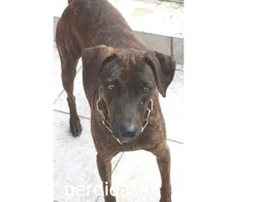 Cachorro raça vira lata idade 3 anos nome laik