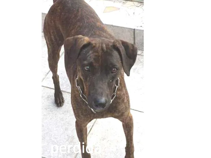 Cachorro ra a vira lata idade 3 anos nome laik