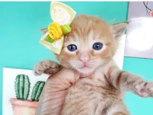 Gato raça SRD idade  nome DARLEN