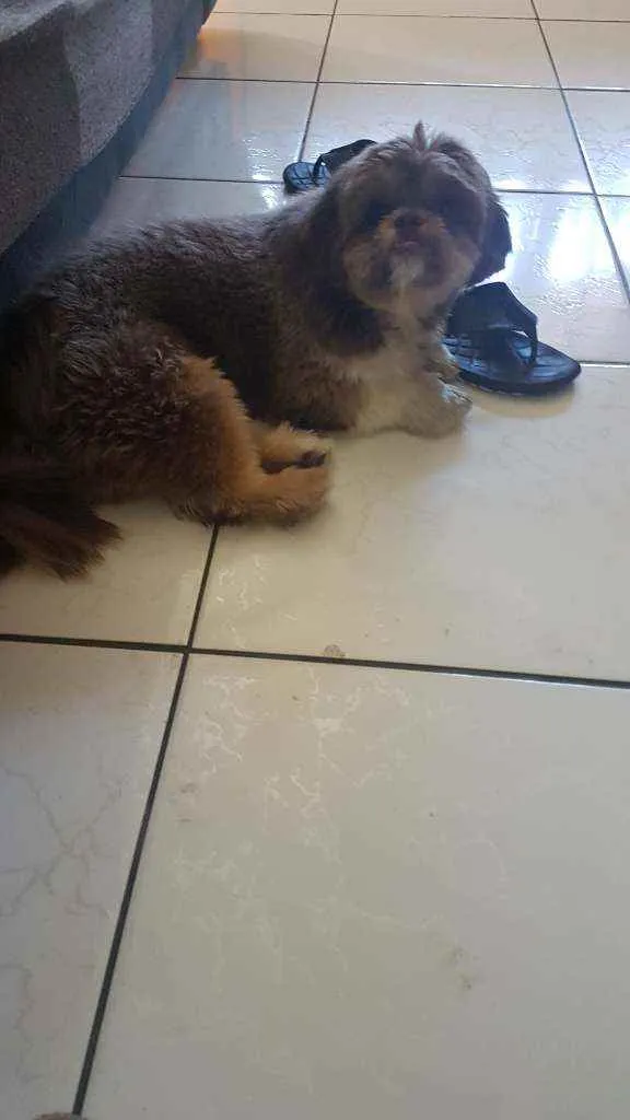 Cachorro raça Shitzu  idade 1 ano nome Tody
