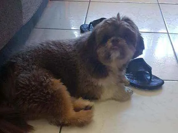 Cachorro raça Shitzu  idade 1 ano nome Tody