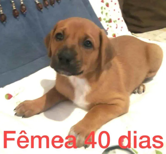Cachorro raça  idade Abaixo de 2 meses nome Filhotes Solange 